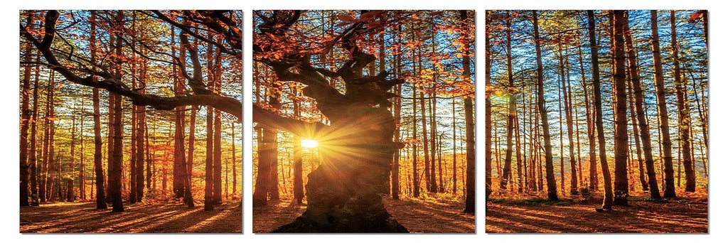 Trees and Sun - California Wall Art
