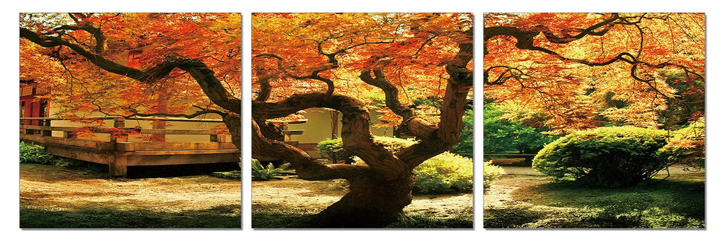 Japanese Maple Tree - California Wall Art
