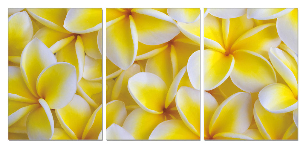 Yellow Plumeria - California Wall Art
 - 1
